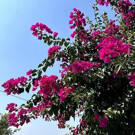 Oktapolis 달라만